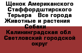 Щенок Американского Стаффордштирского Терьера - Все города Животные и растения » Собаки   . Калининградская обл.,Светловский городской округ 